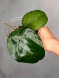 Hoya 'Ricardo'