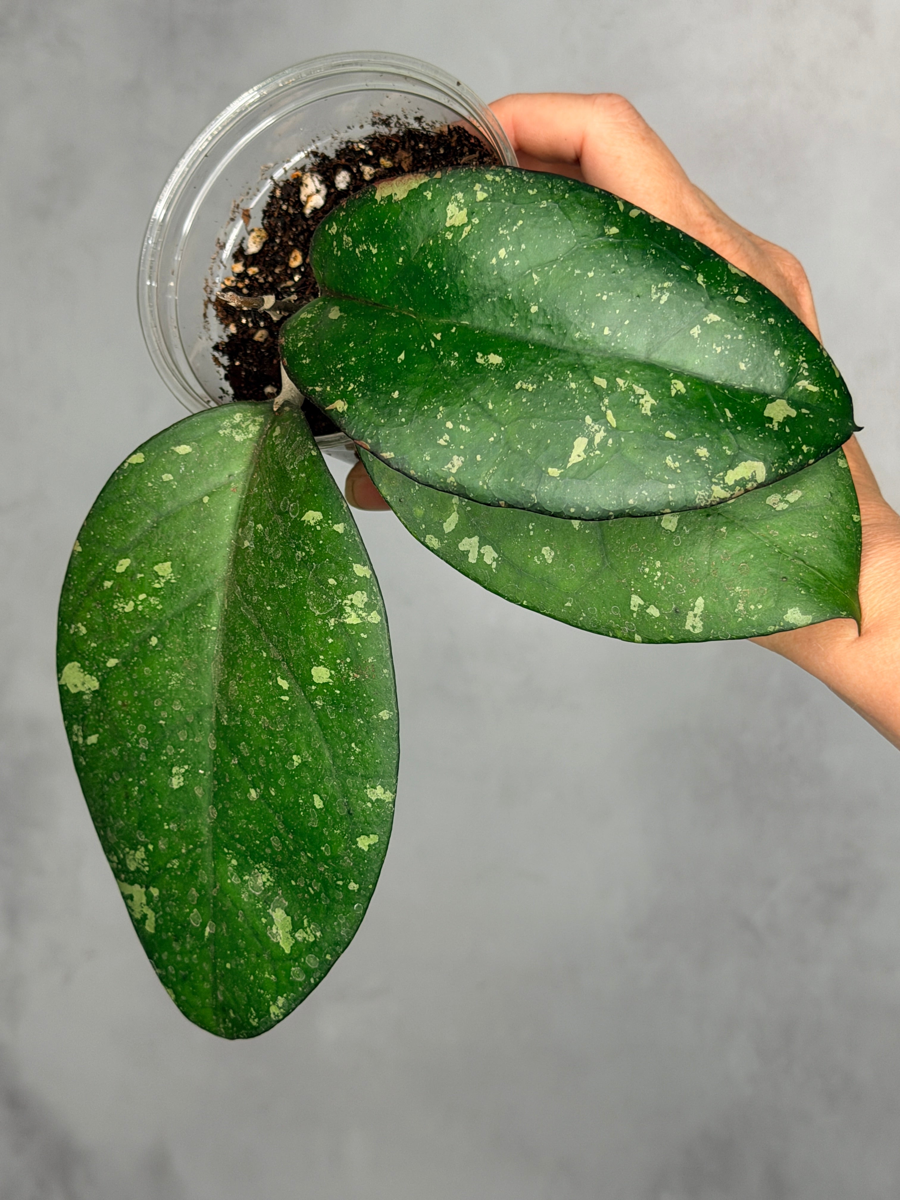 Hoya 'Cereen'