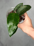 Hoya pottsii