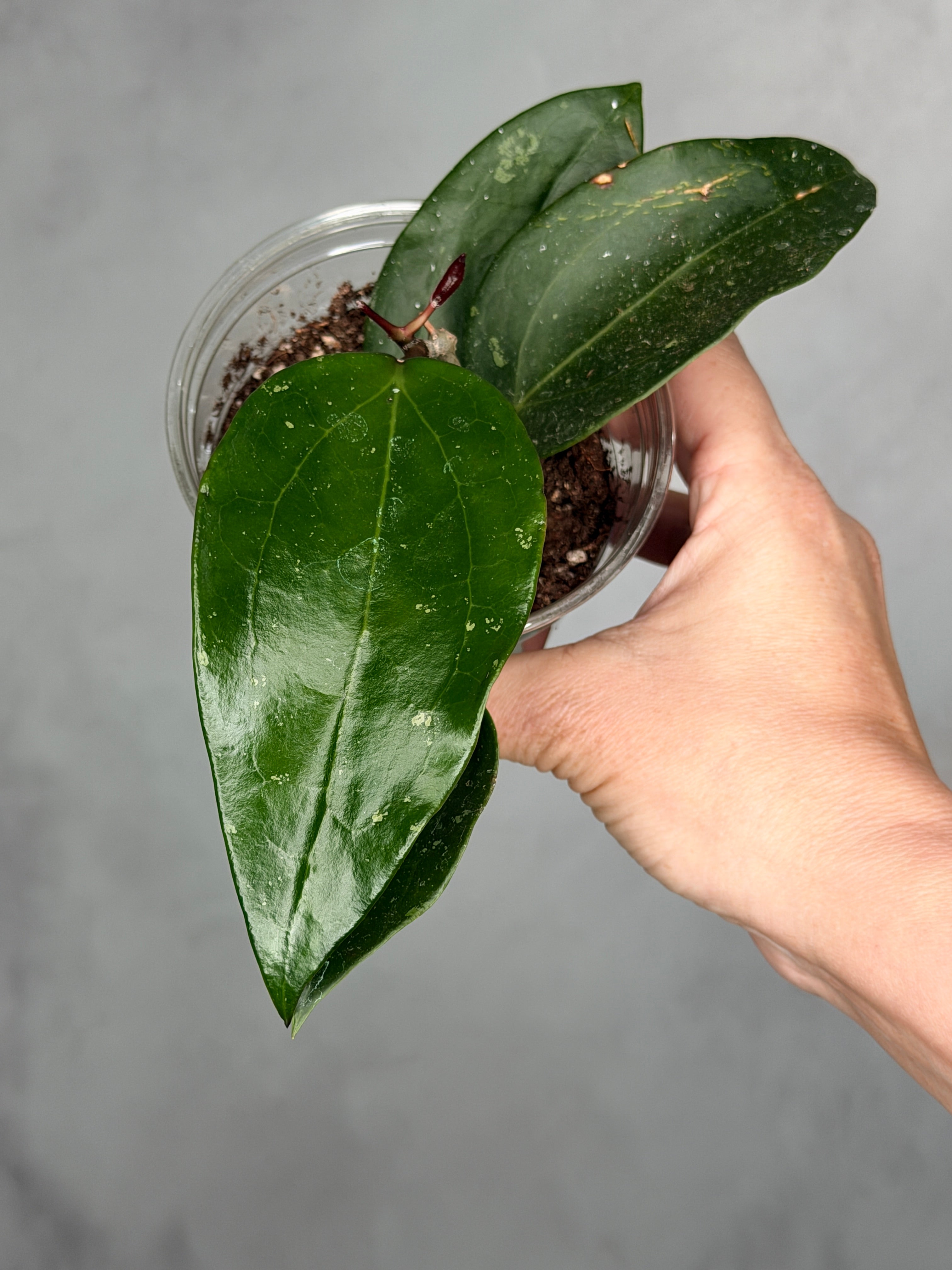 Hoya pottsii