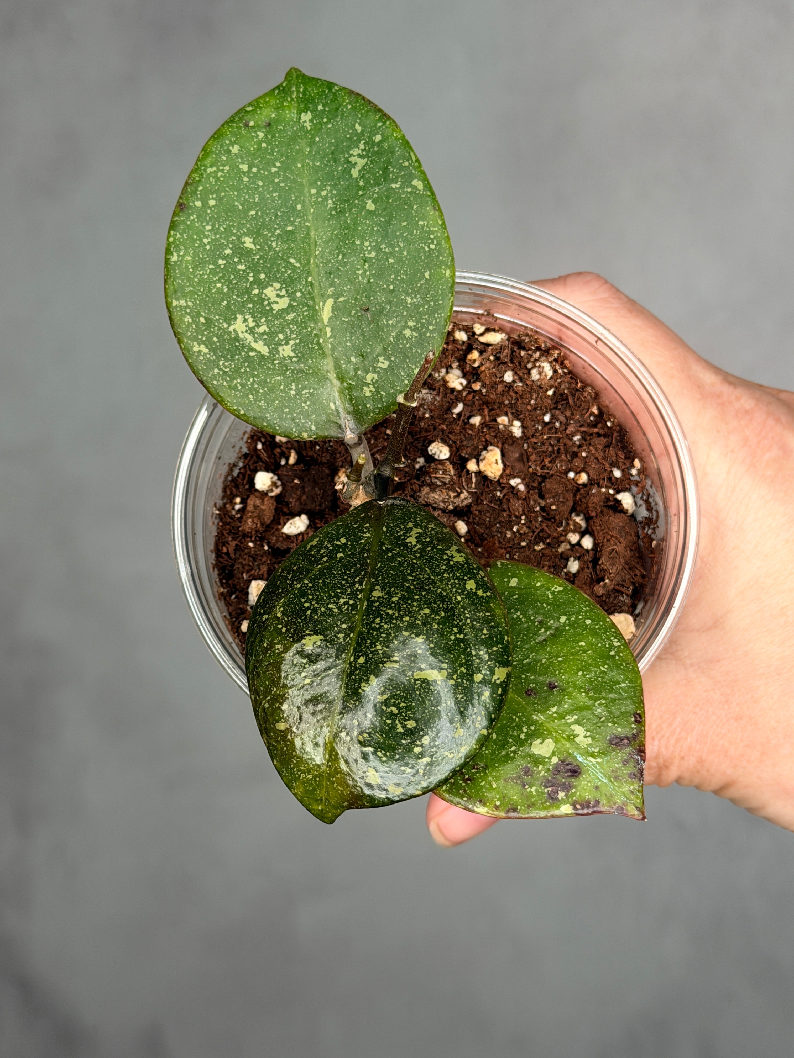 Hoya sp. AH053