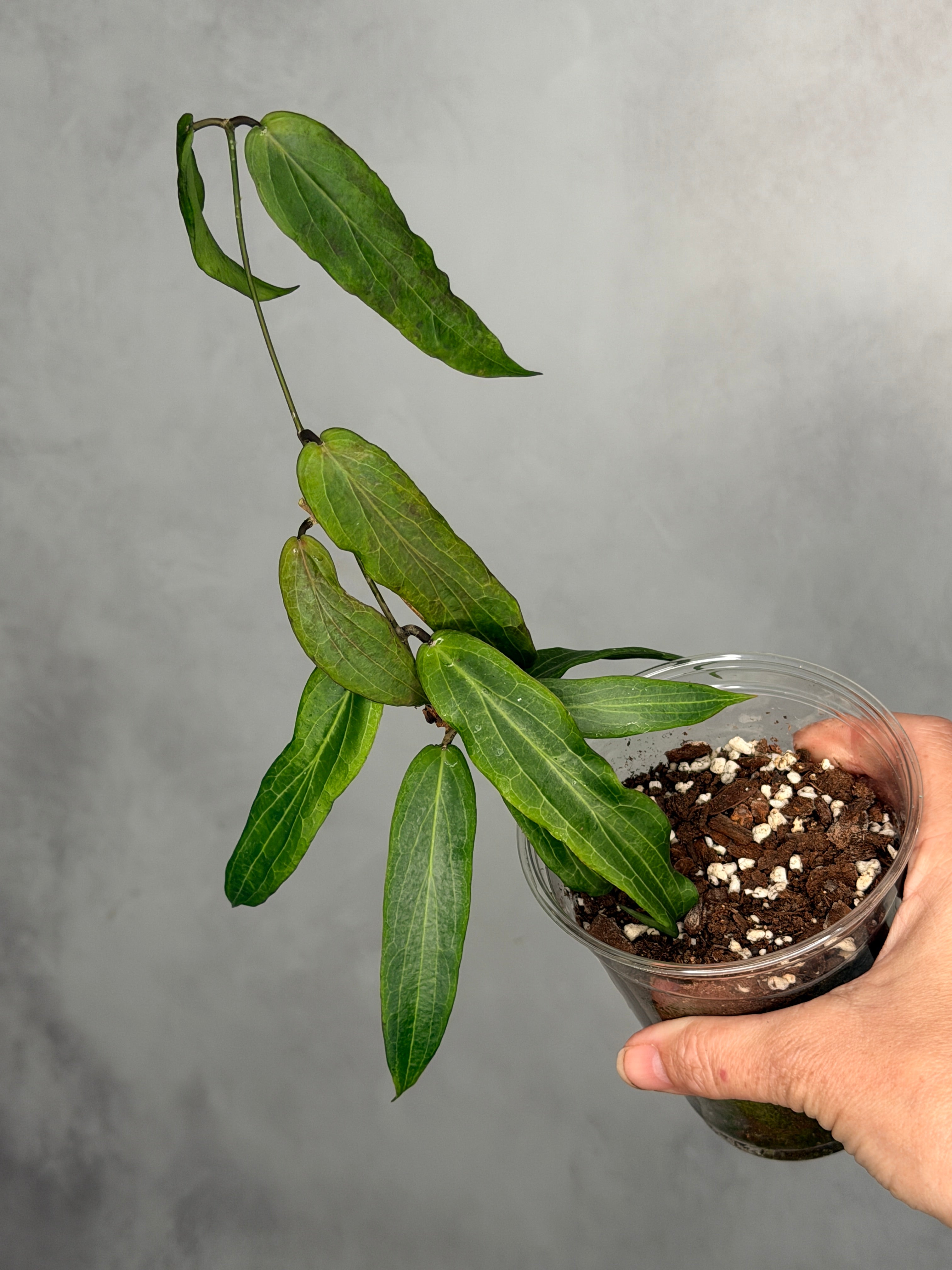 Hoya bordenii