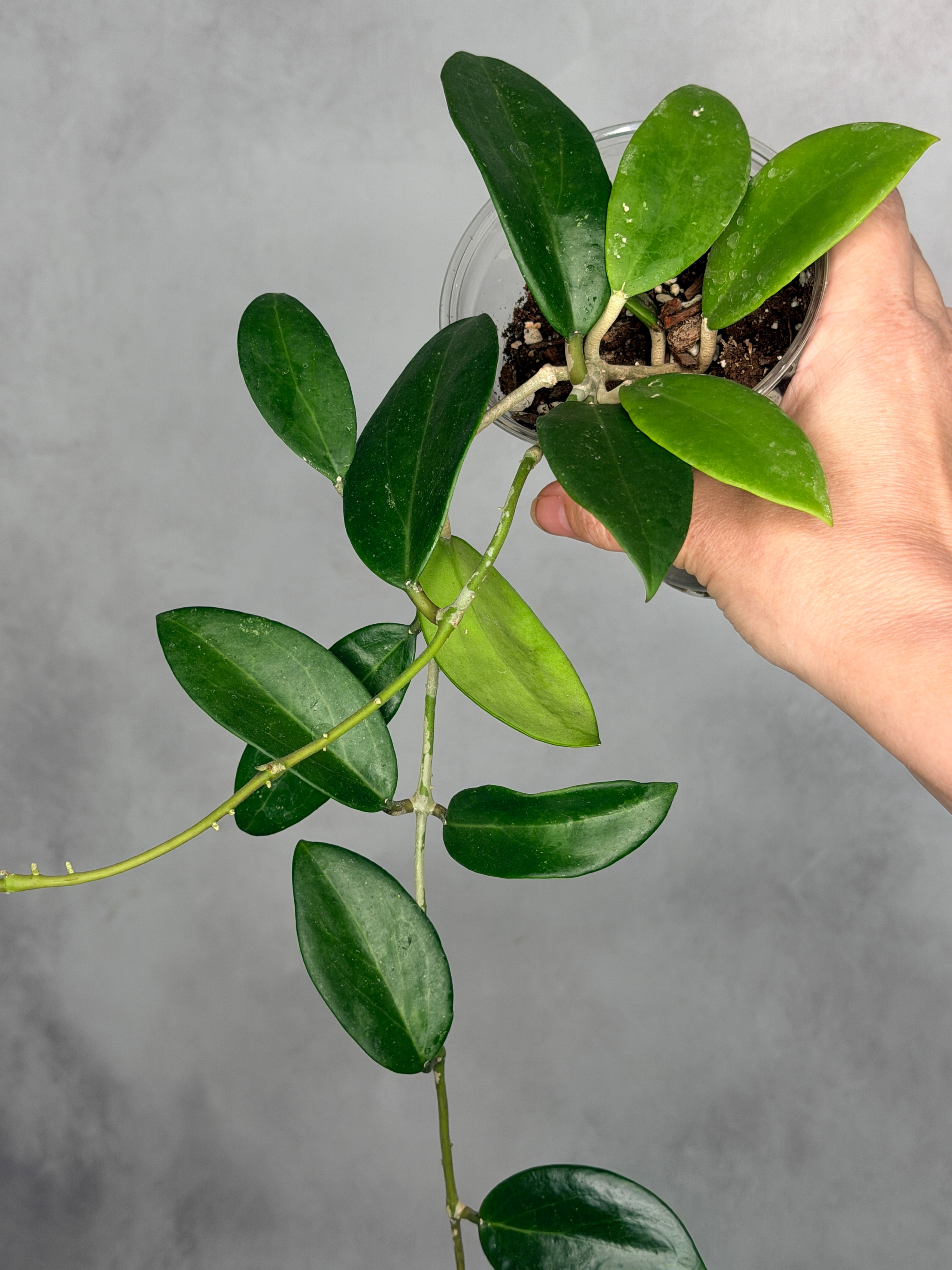 Hoya sp. Hai Phong