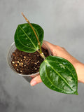 Hoya sp. GPS 8867