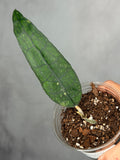 Hoya clemensorium (Long Leaf)