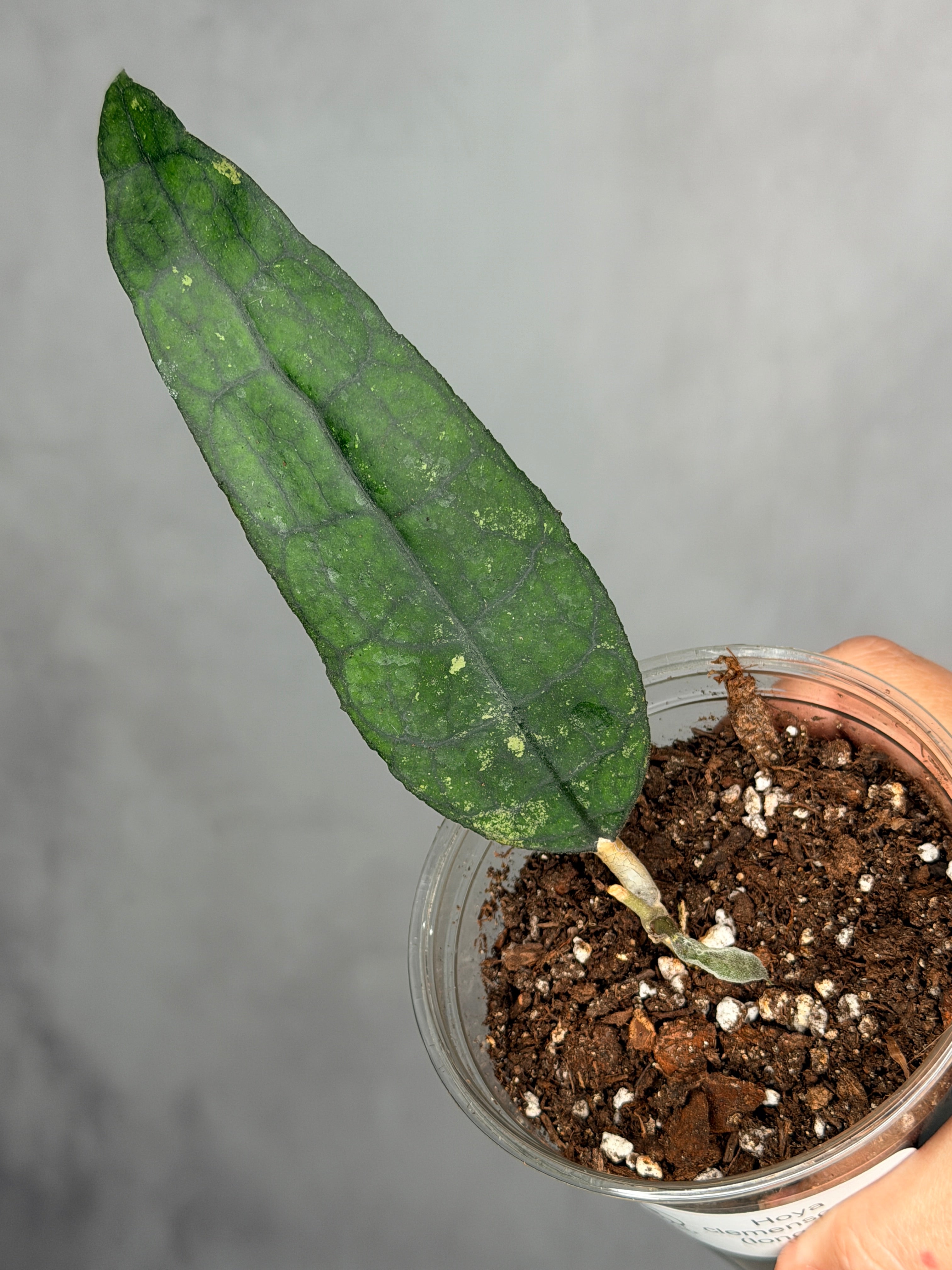 Hoya clemensorium (Long Leaf)