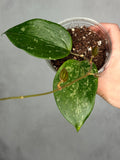 Hoya latifolia 'Snow Queen'