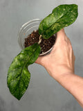 Hoya sp. Bahoi