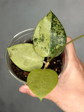 Hoya verticillata (heart shaped, silver)