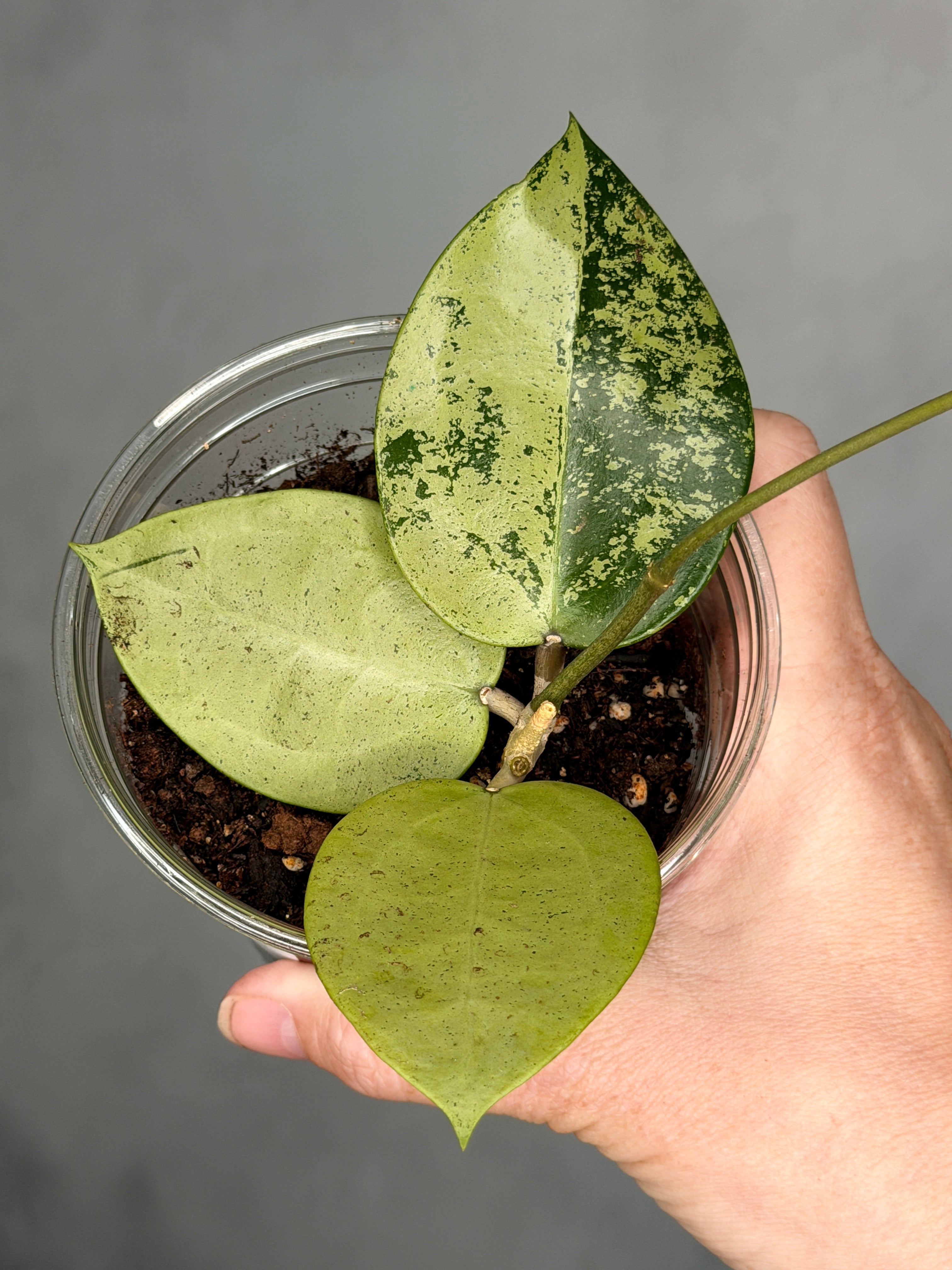 Hoya verticillata (heart shaped, silver)