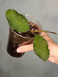 Hoya waymaniae