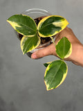 Hoya 'Para Albo'
