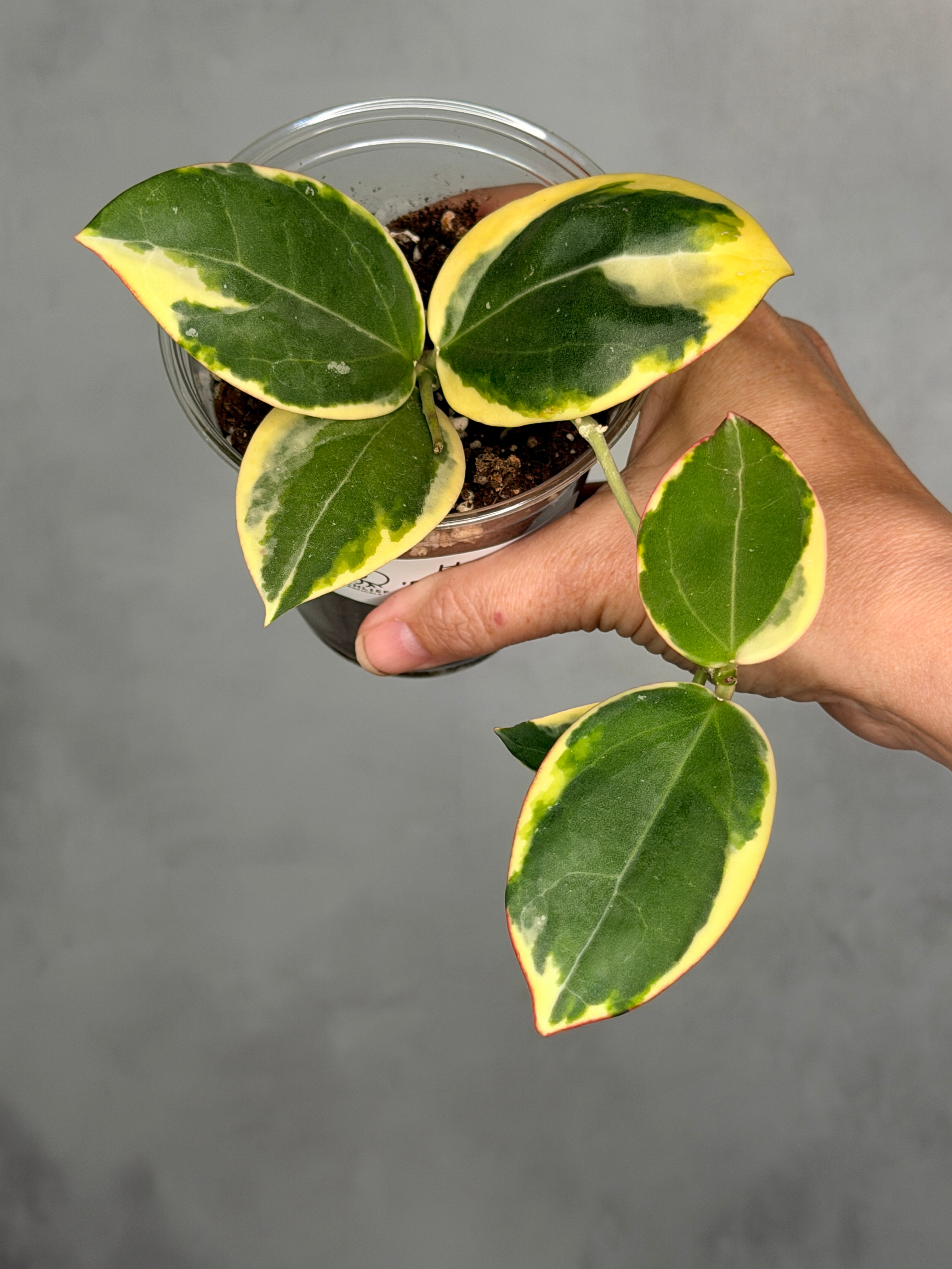 Hoya 'Para Albo'