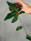 Hoya 'Patricia'