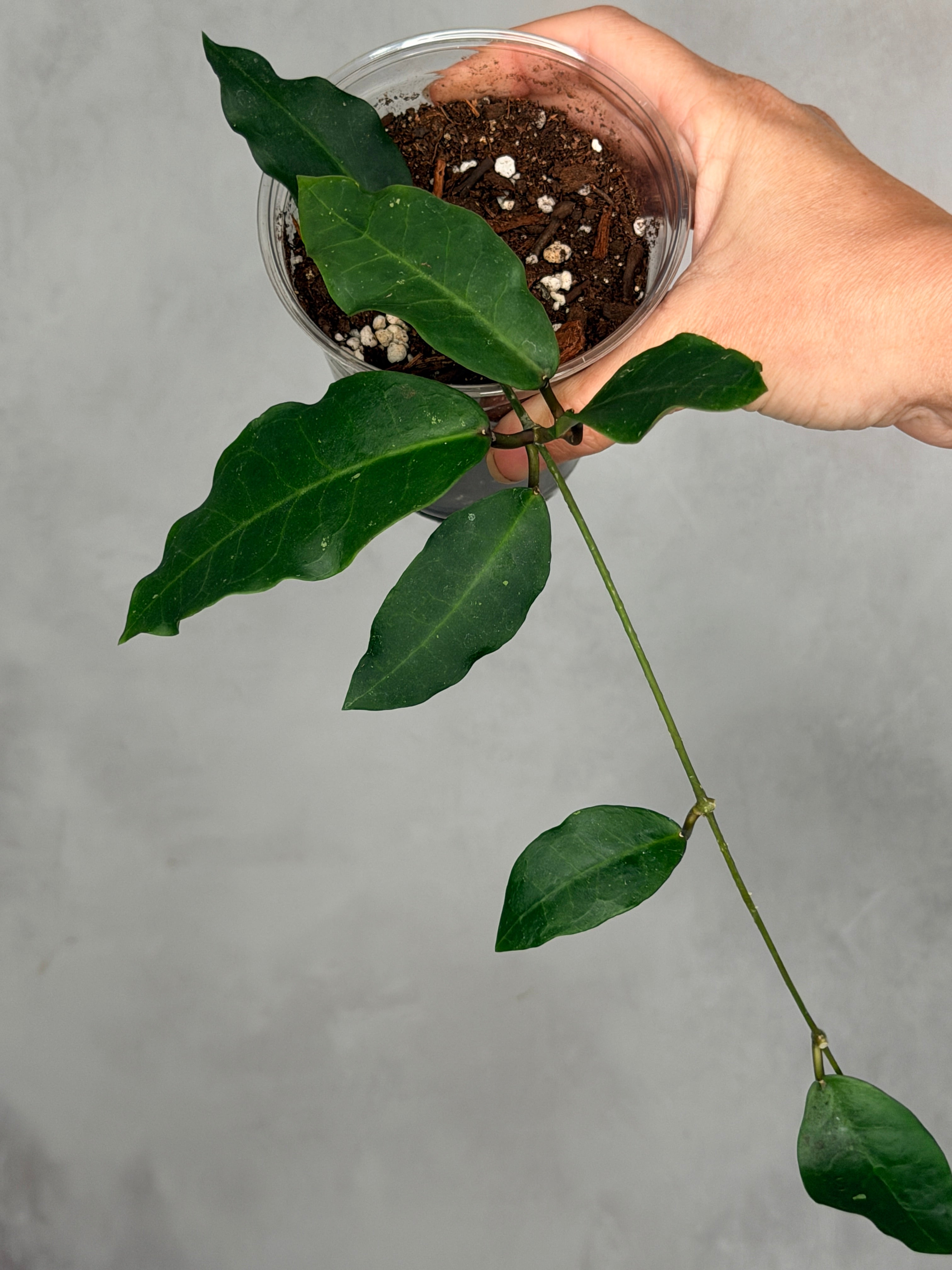 Hoya 'Patricia'