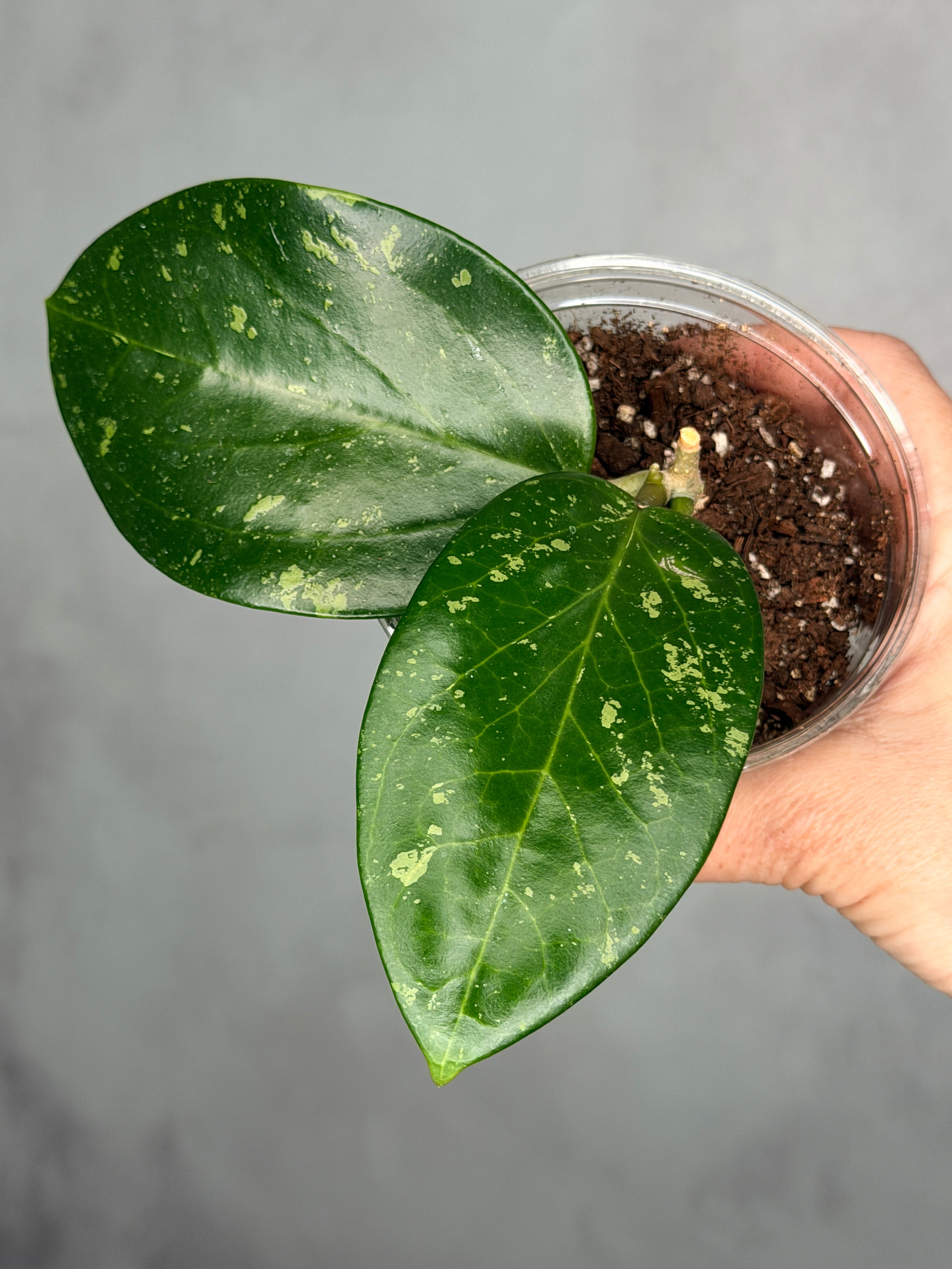 Hoya sp. Khun Tan
