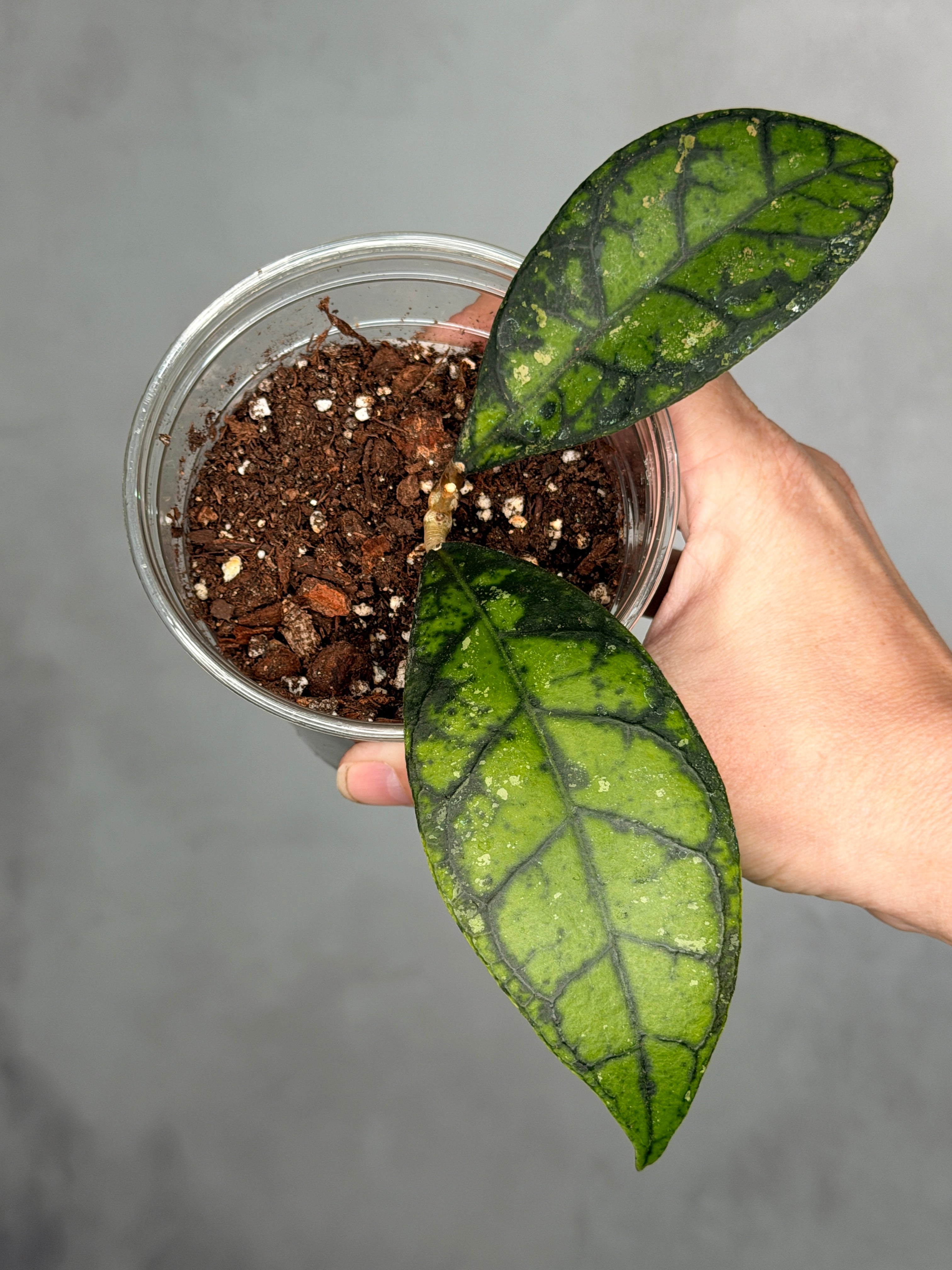 Hoya calistophylla 1