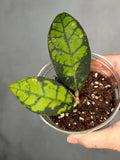 Hoya calistophylla