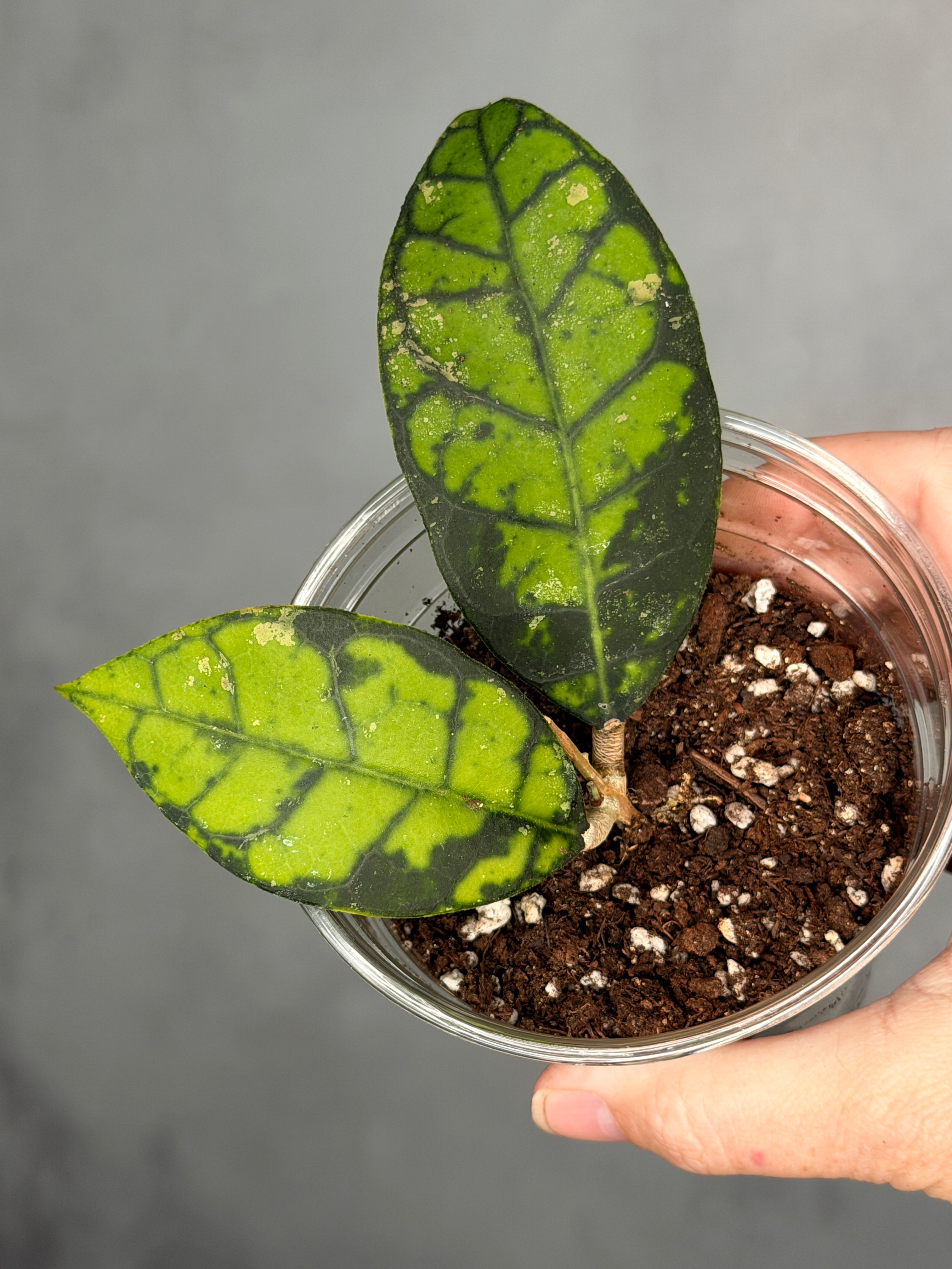 Hoya calistophylla