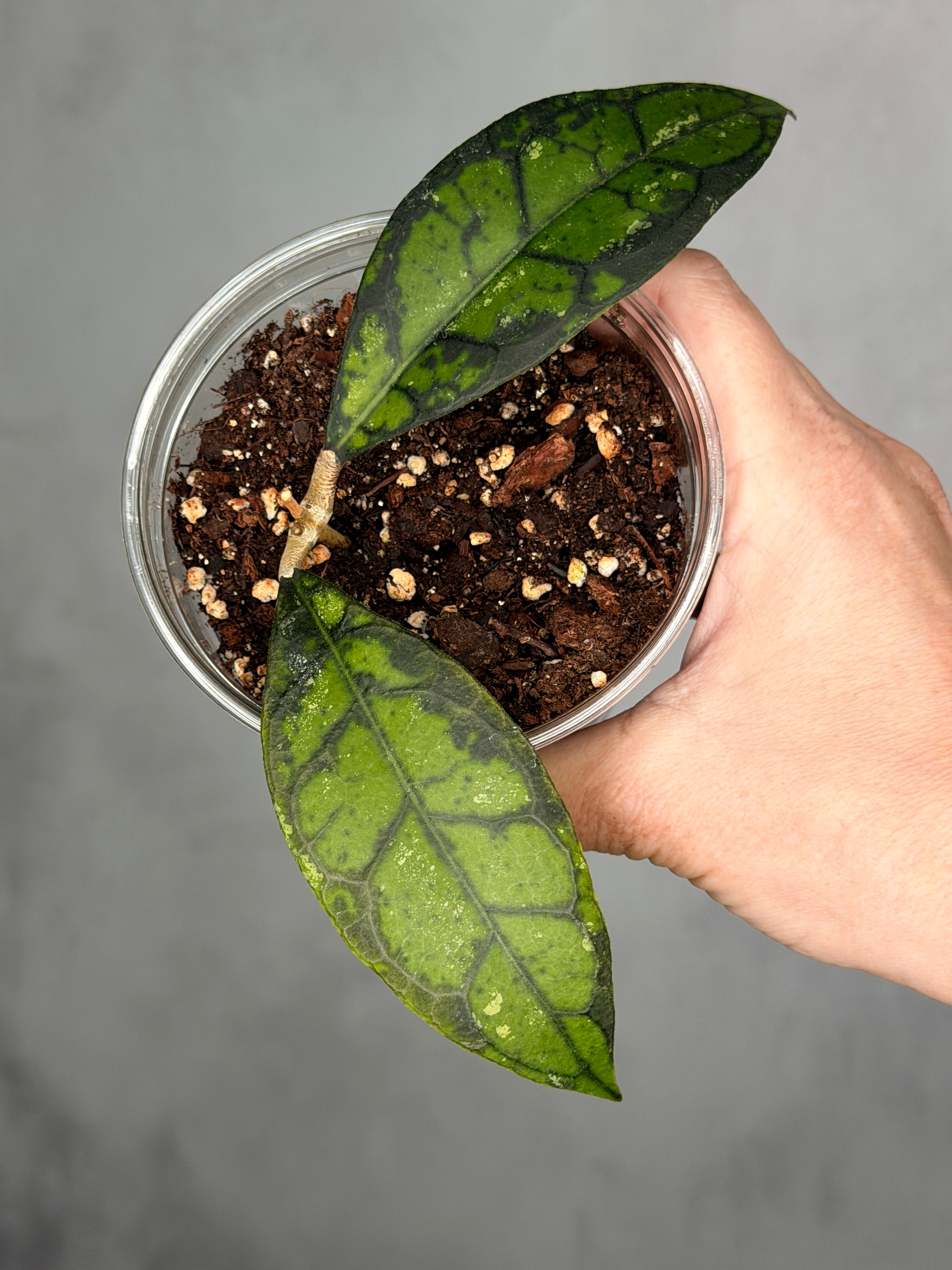 Hoya calistphylla