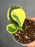 Hoya subquintuplinervis 'New Moon'
