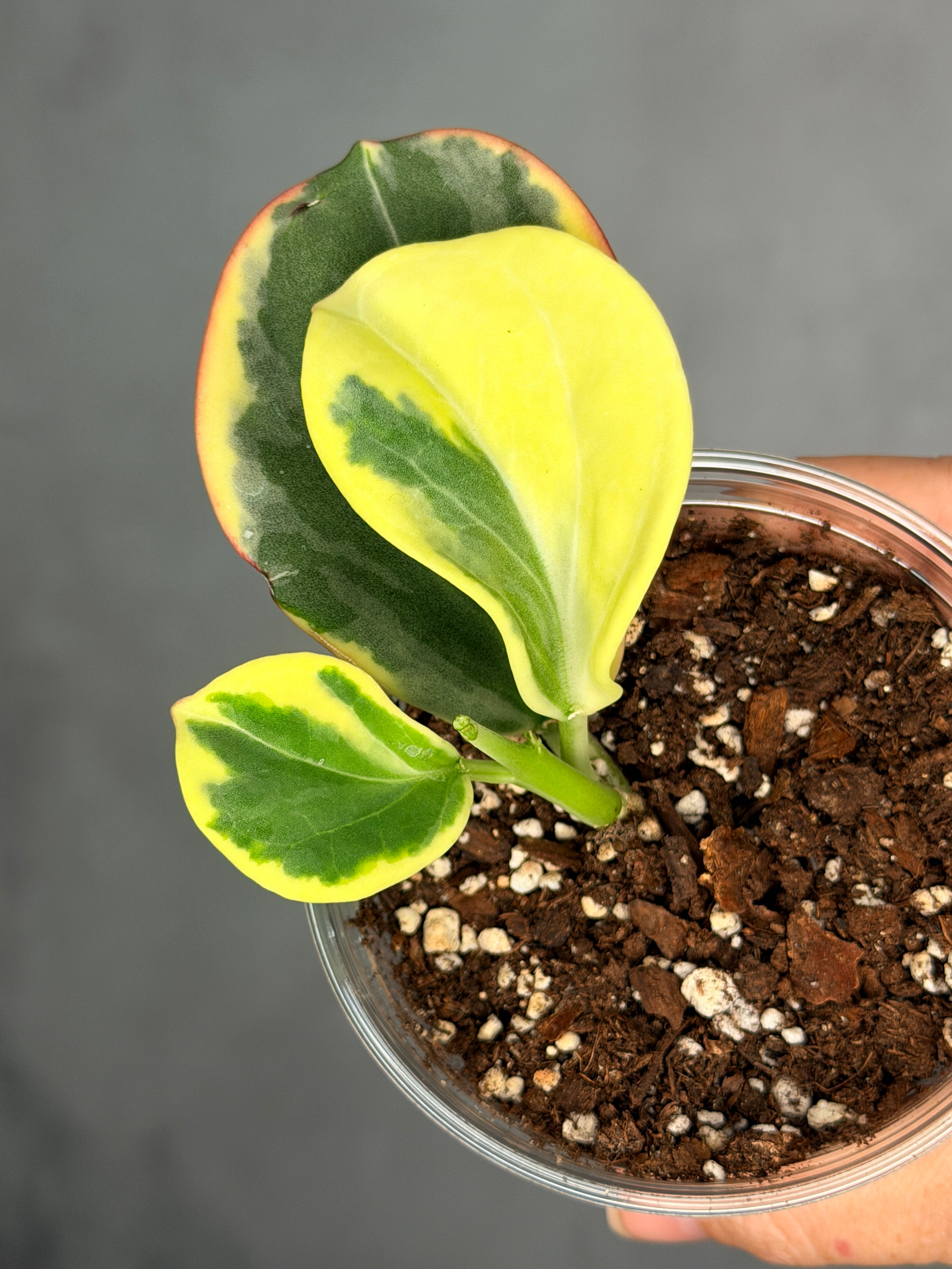 Hoya subquintuplinervis 'New Moon'