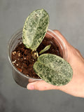 Hoya carnosa 'Nova Ghost'