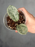 Hoya carnosa 'Nova Ghost'