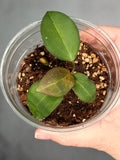 Hoya 'Aramelon' UPT012
