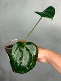 Hoya latifolia (Sarawak)