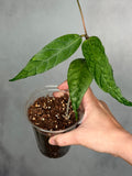 Hoya sp. Aceh Bogar