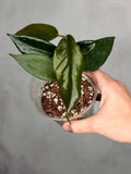 Hoya macgillivrayi