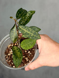 Hoya elliptica (splash)