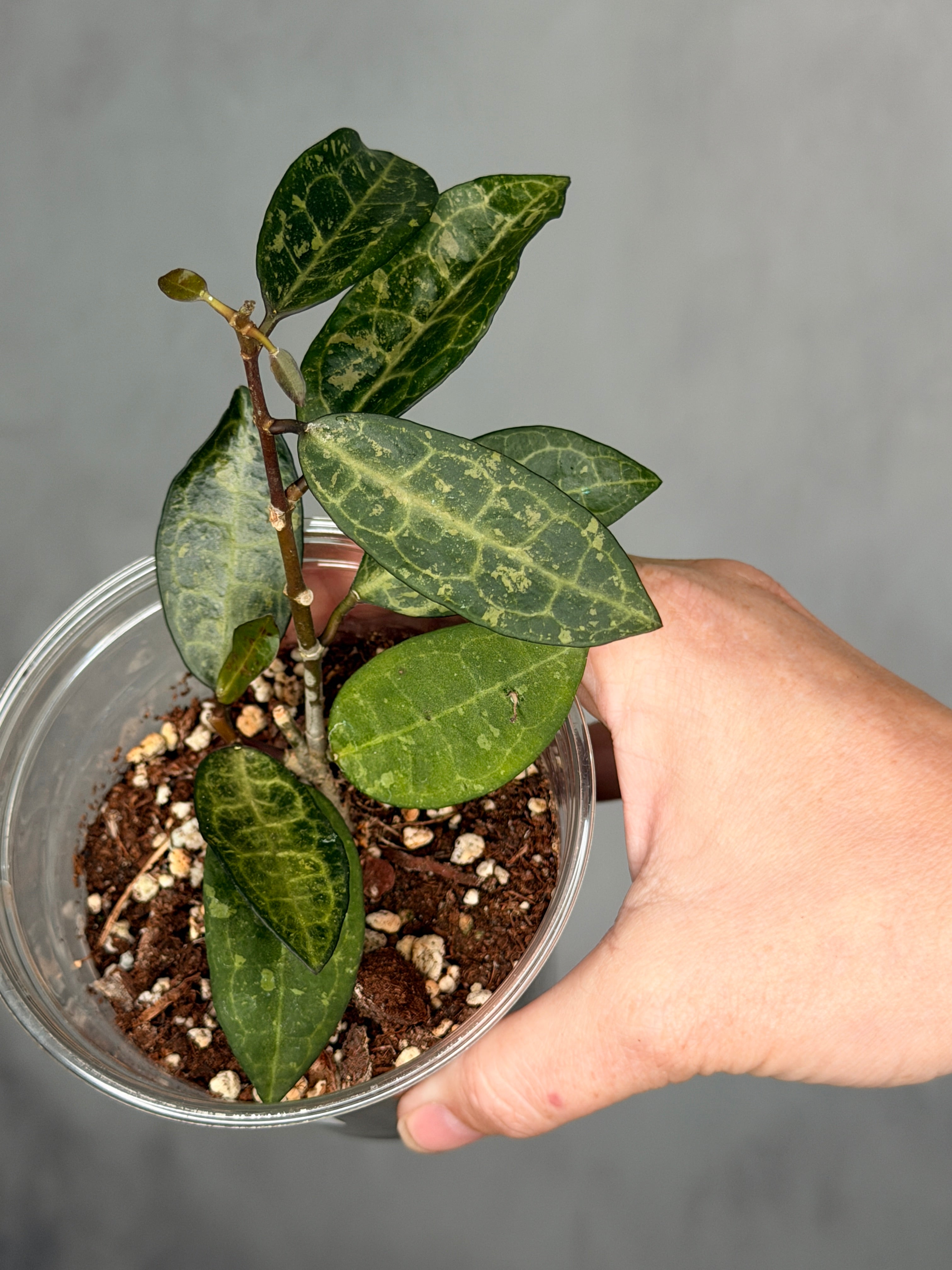 Hoya elliptica (splash)