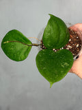 Hoya balaensis