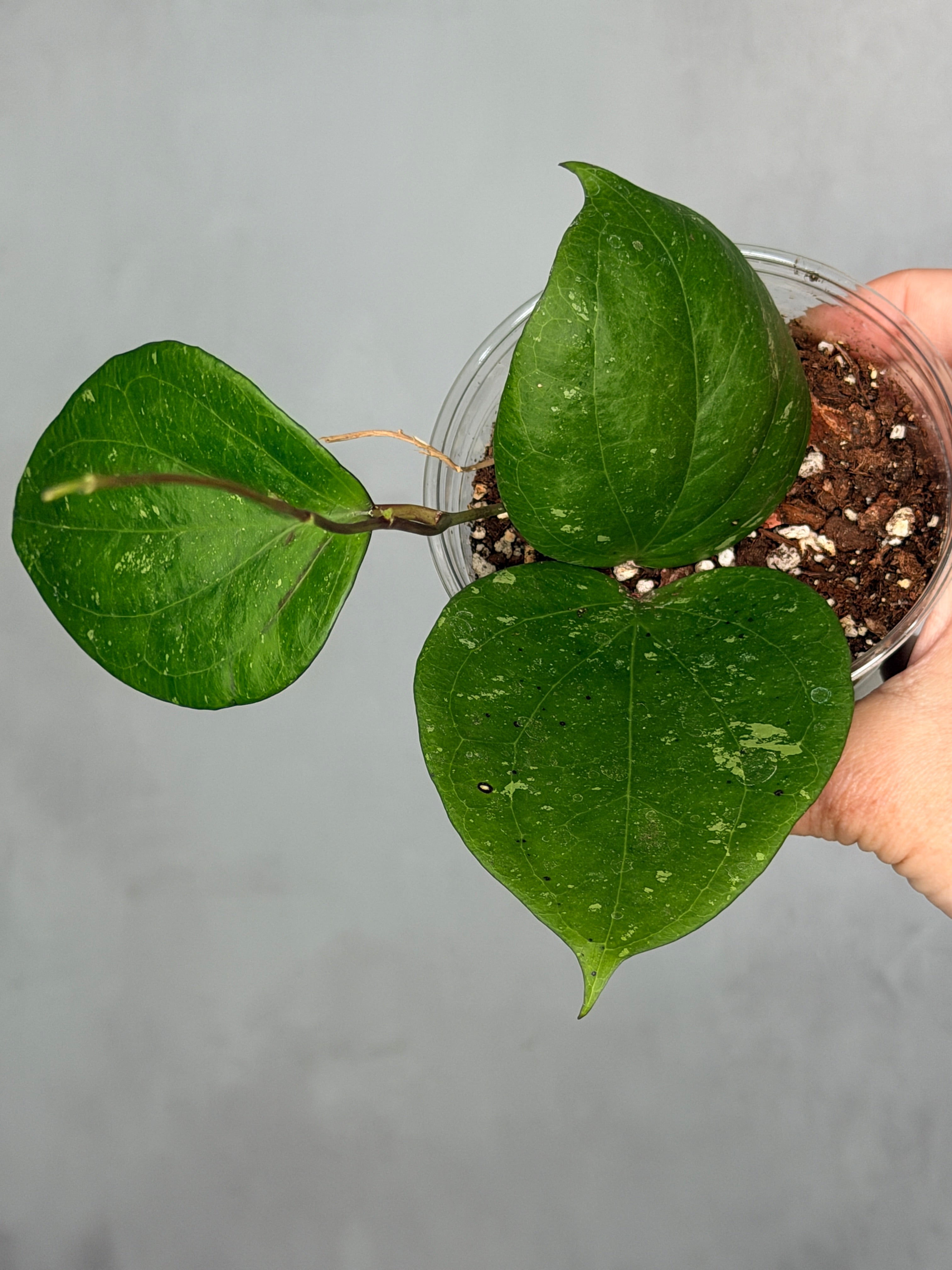 Hoya balaensis