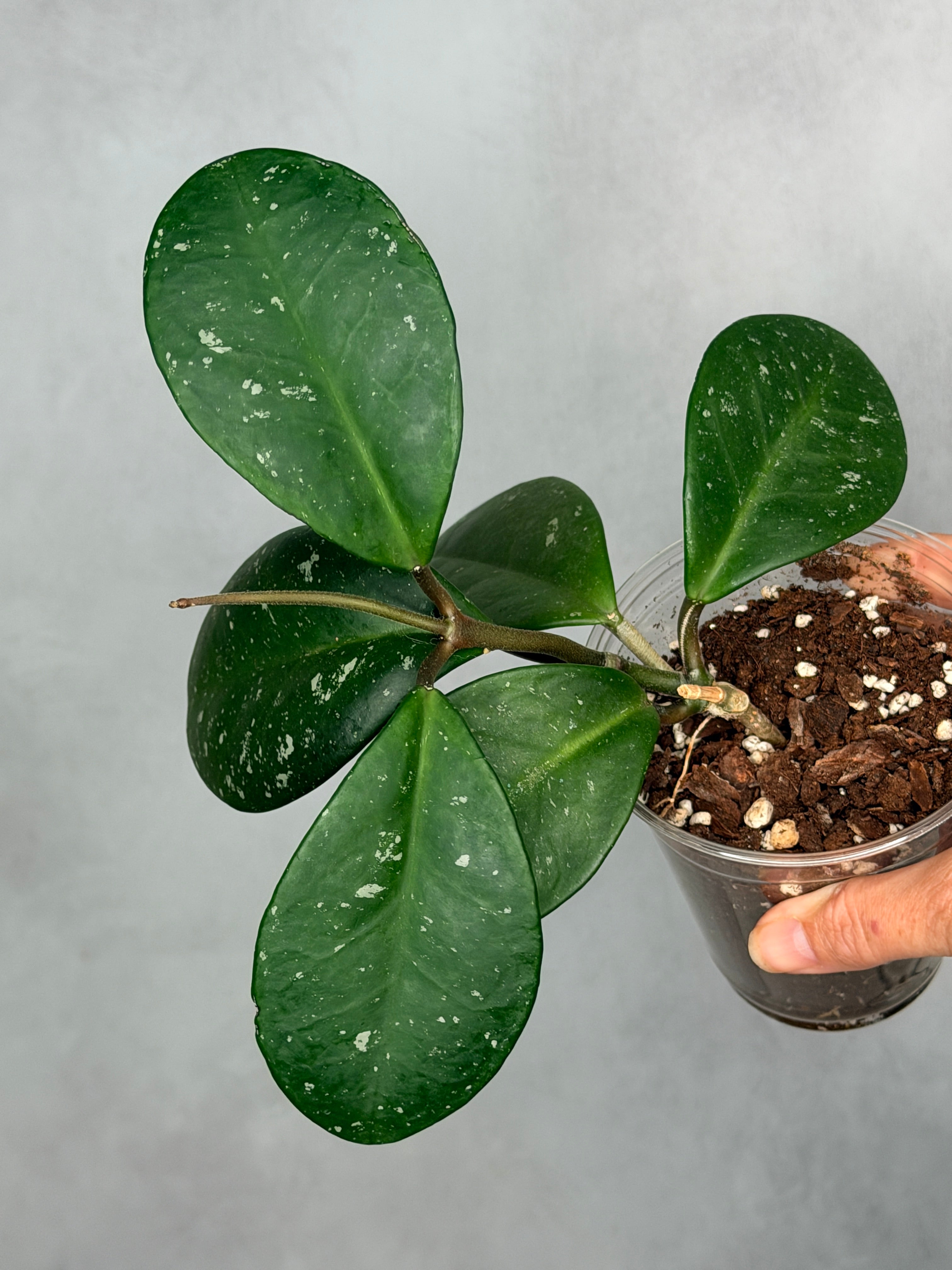 Hoya carnosa ‘Dapple Grey’