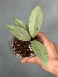 Hoya pubicalyx 'Pink Silver Ghost'