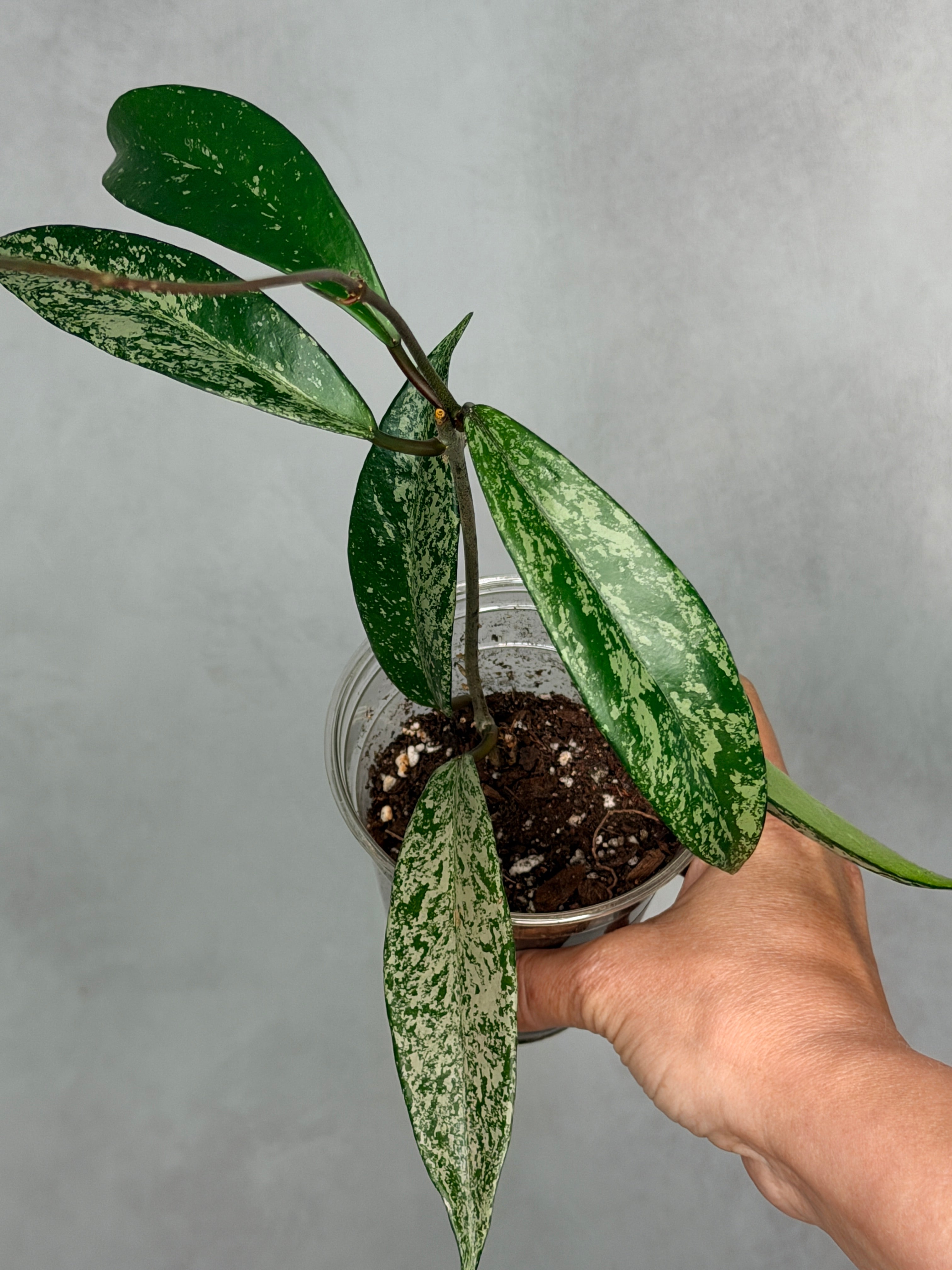 Hoya pubicaylyx (splash)