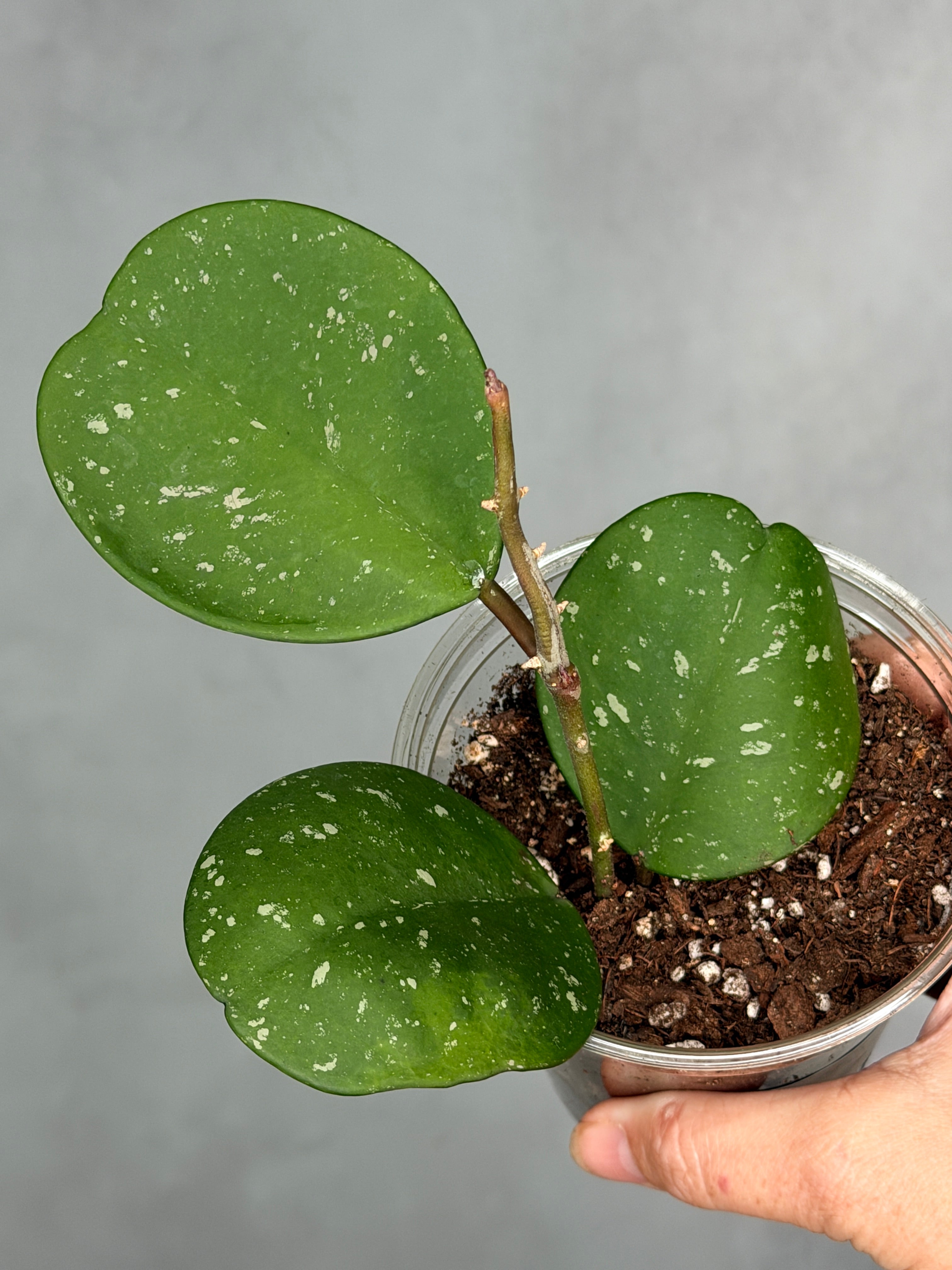 Hoya obovata (splash)