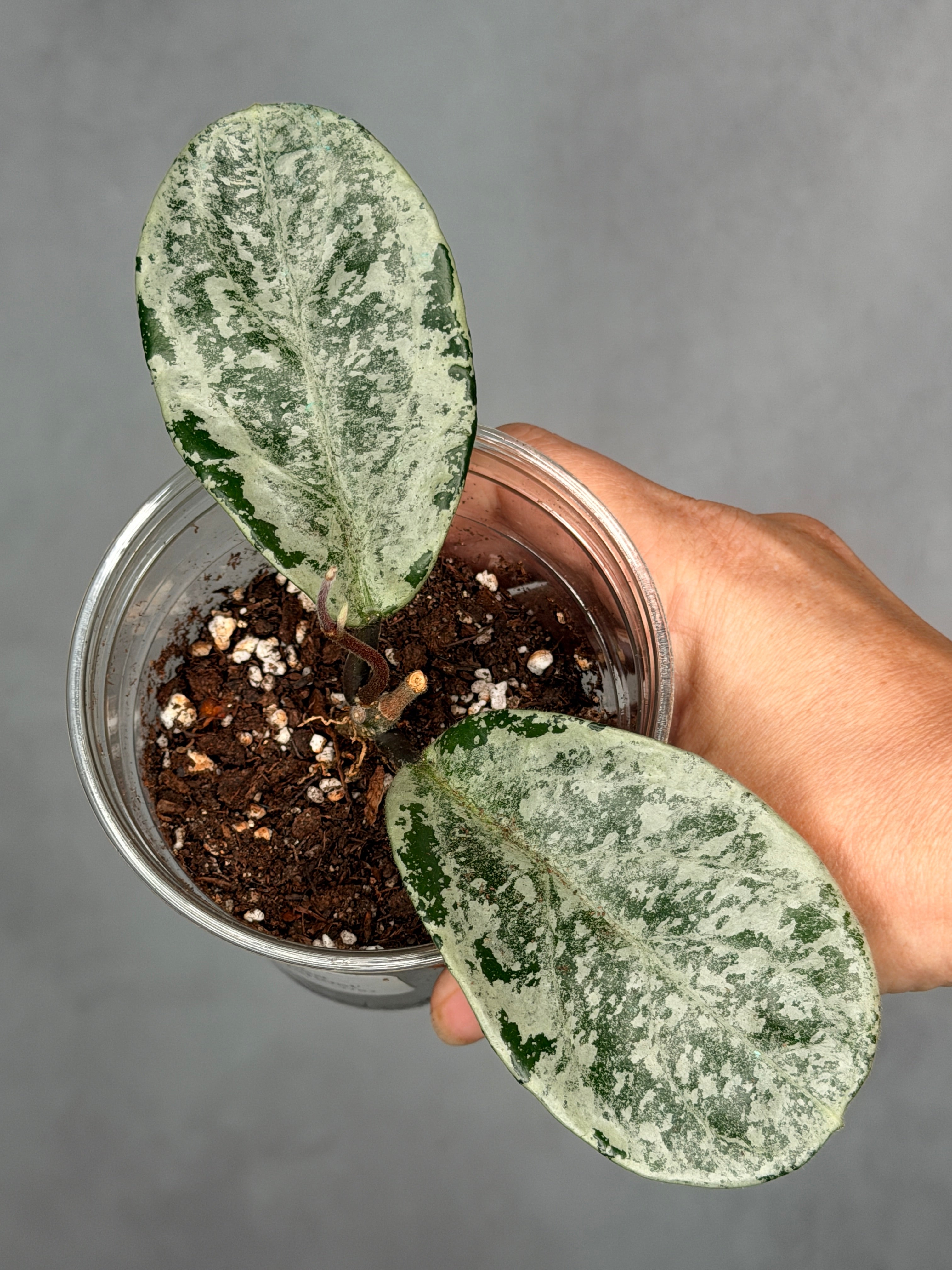 Hoya carnosa 'Nova Ghost'