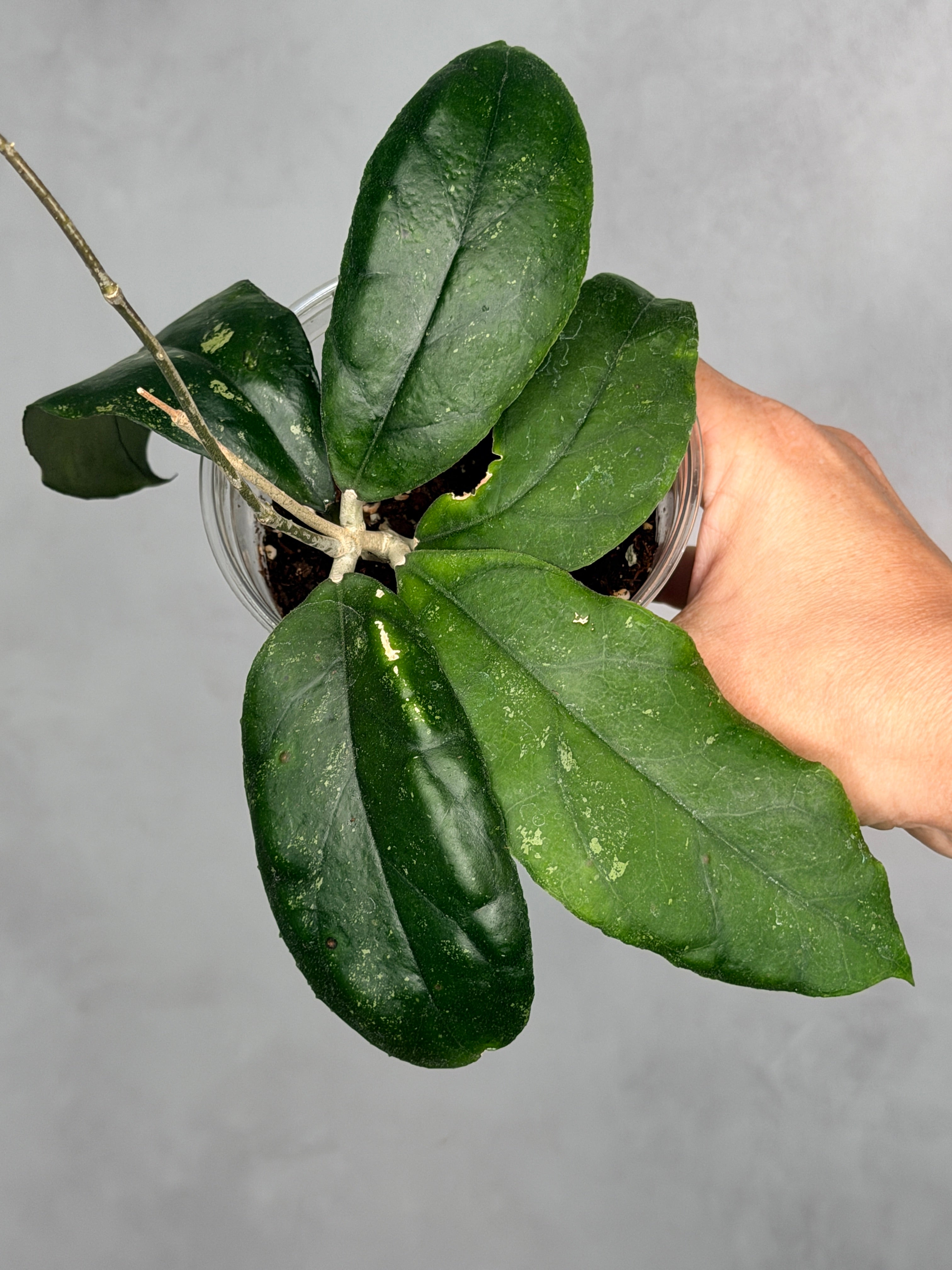 Hoya sp. LImbang
