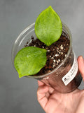 Hoya sp. NS05-055