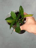 Hoya sp. RHM 030-011