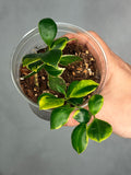 Hoya heuschkeliana (outer variegated)