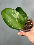 Hoya 'Cereen'