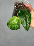 Hoya latifolia 'Snow Queen'