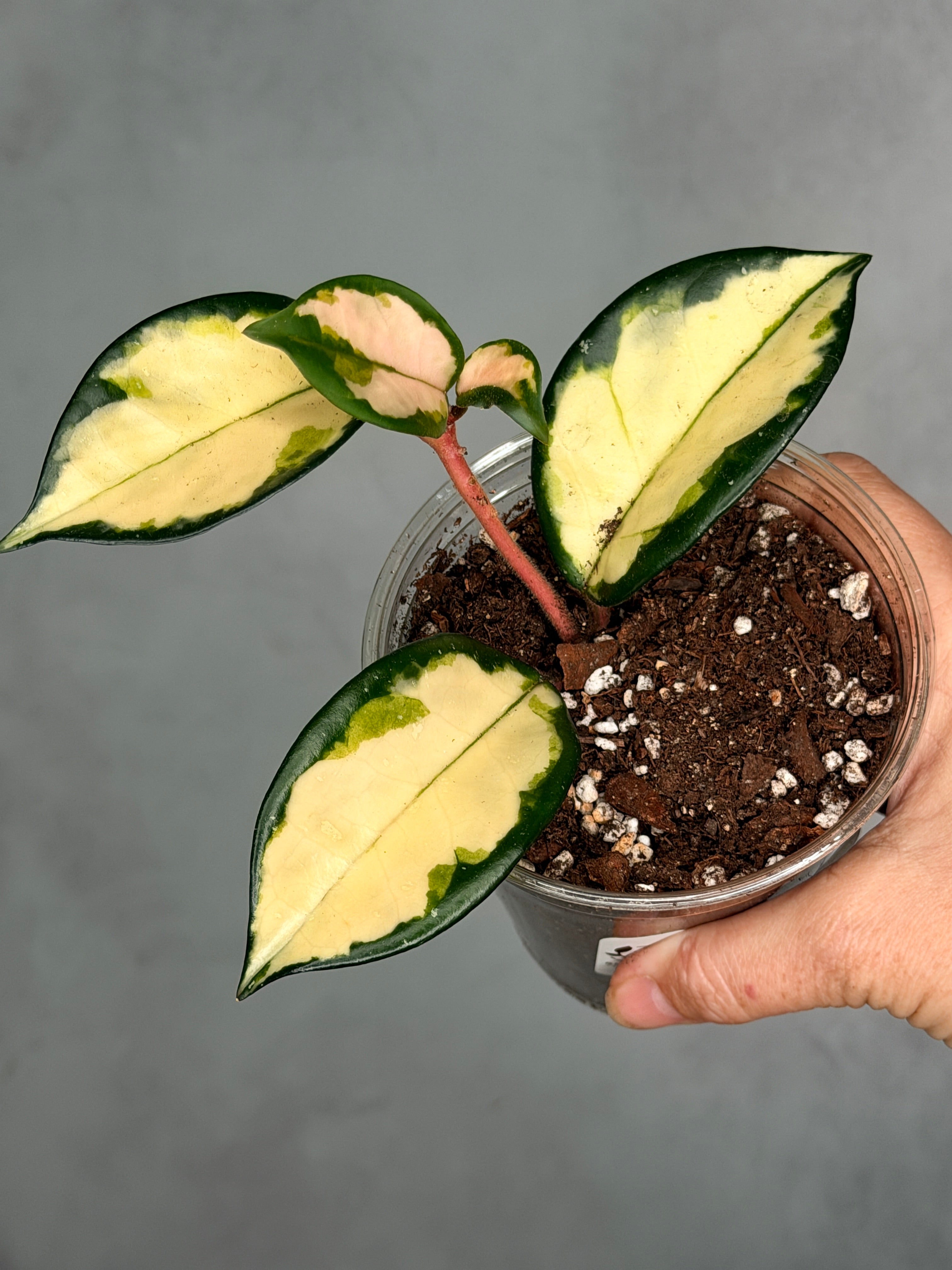Hoya carnosa 'Krimson Queen'