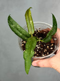 Hoya sp. GPS 7950