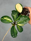Hoya obovata (inner variegated)